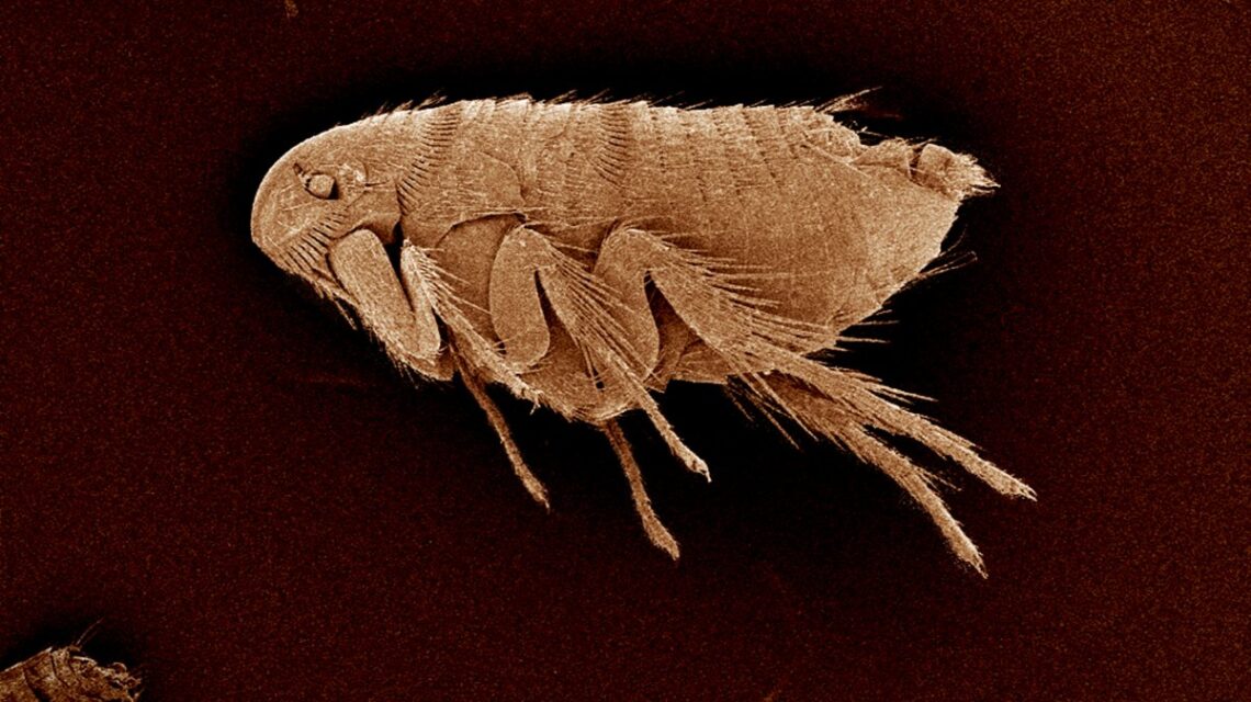 How Long Do Fleas Live In Your House