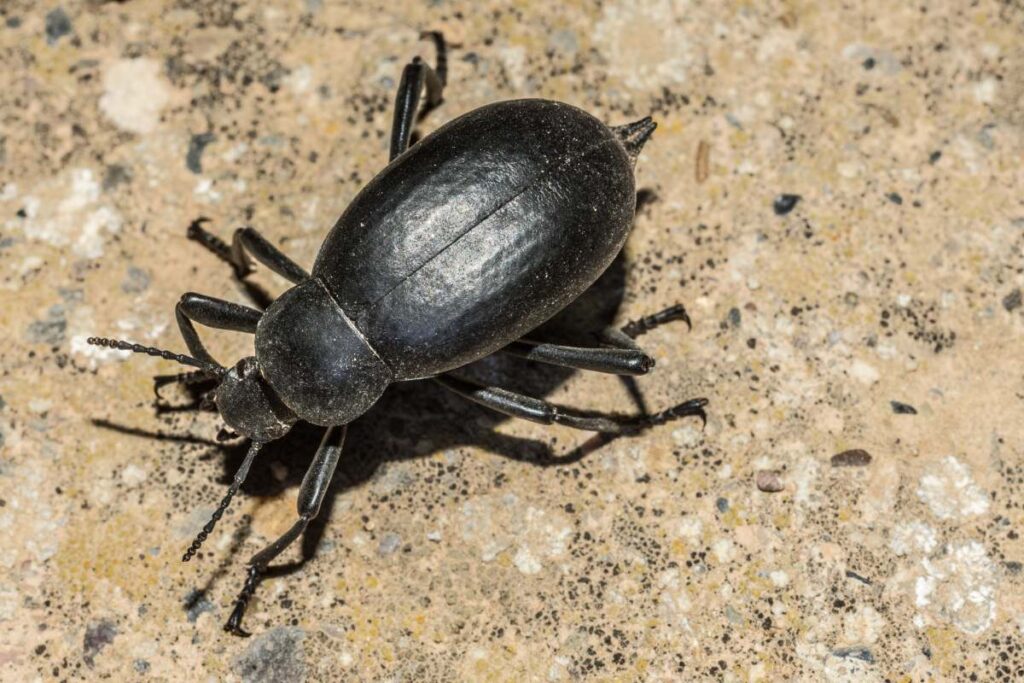 A closeup of a black beetle on the ground