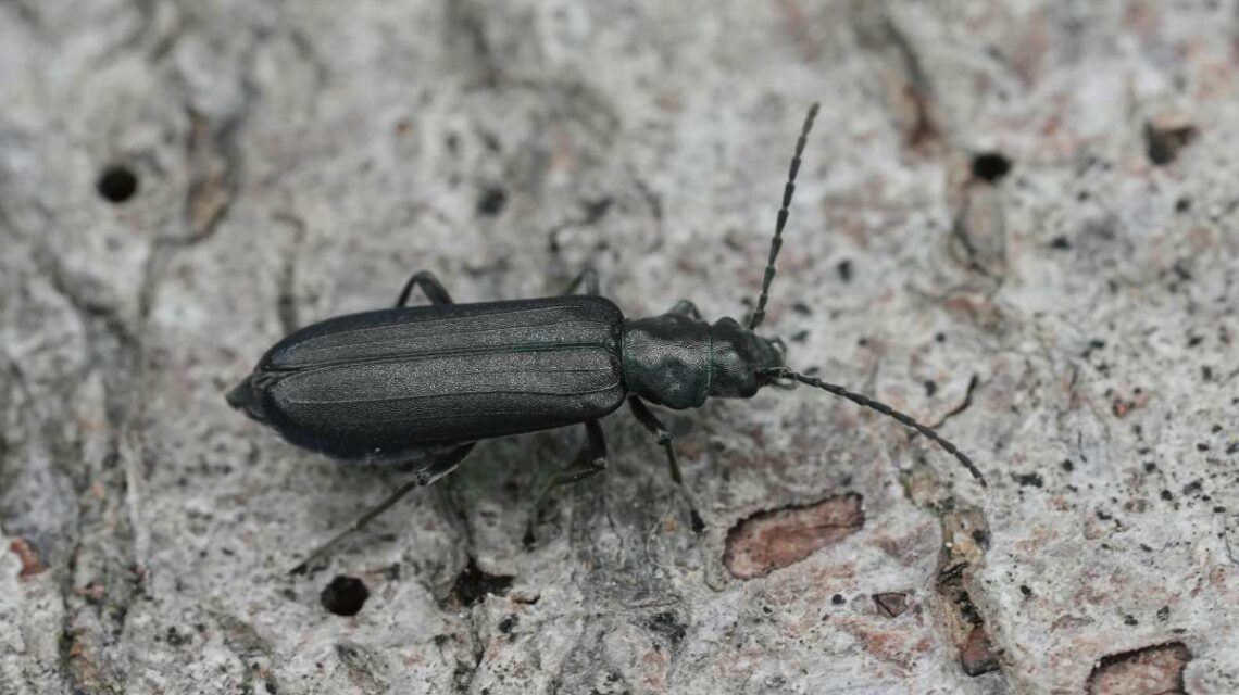 Detailed closeup on a metallic bluish green European Flase blister beetle, Ischnomera cyanea sitting on wood