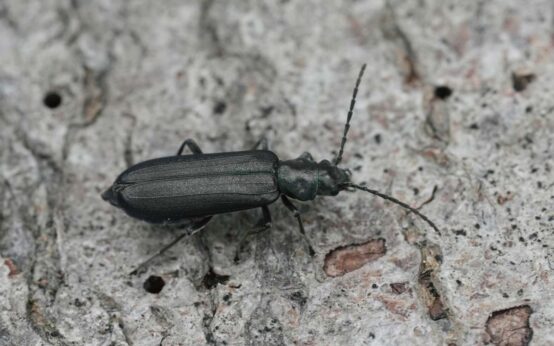 Detailed closeup on a metallic bluish green European Flase blister beetle, Ischnomera cyanea sitting on wood