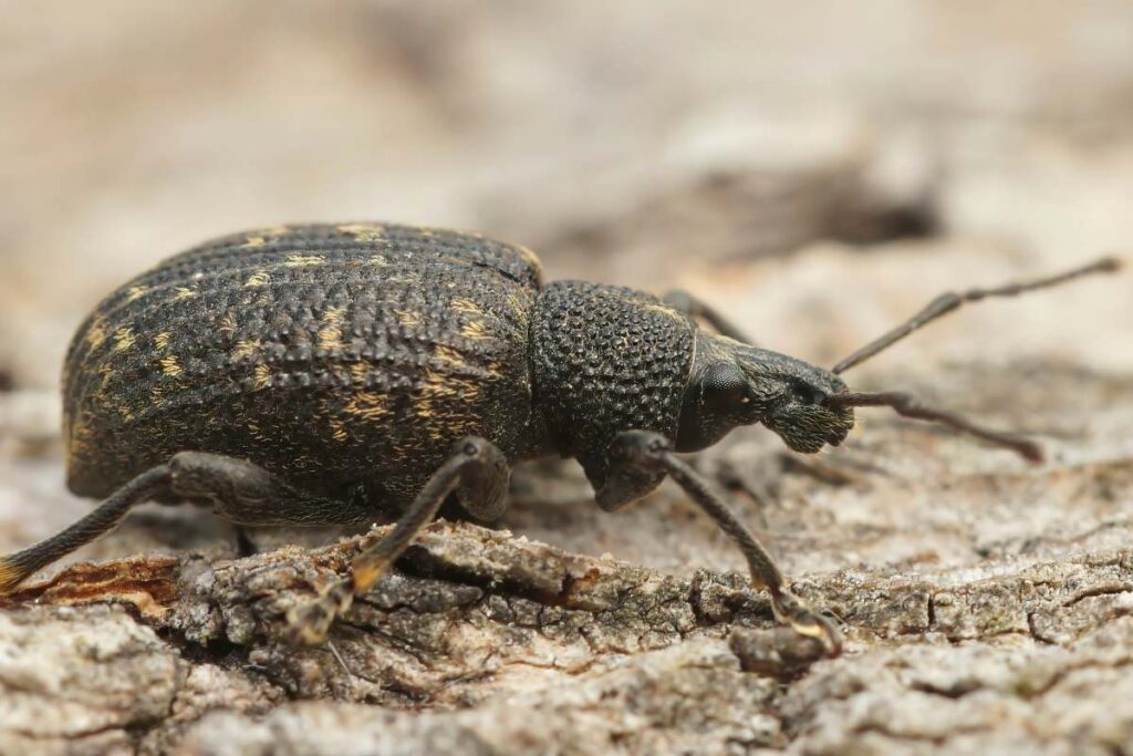 Natural detailed closeup on the Black vine weevil, Otiorhynchus sulcatus sitting on wood