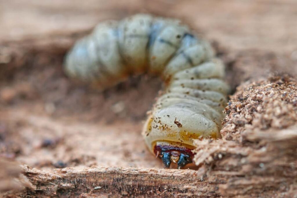 little woodworm lies on tree