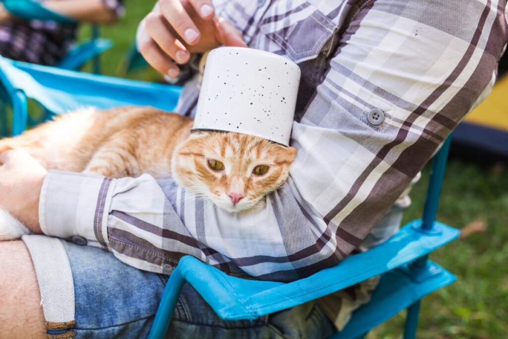 People, tourism and nature concept - Man holding cat on nature.