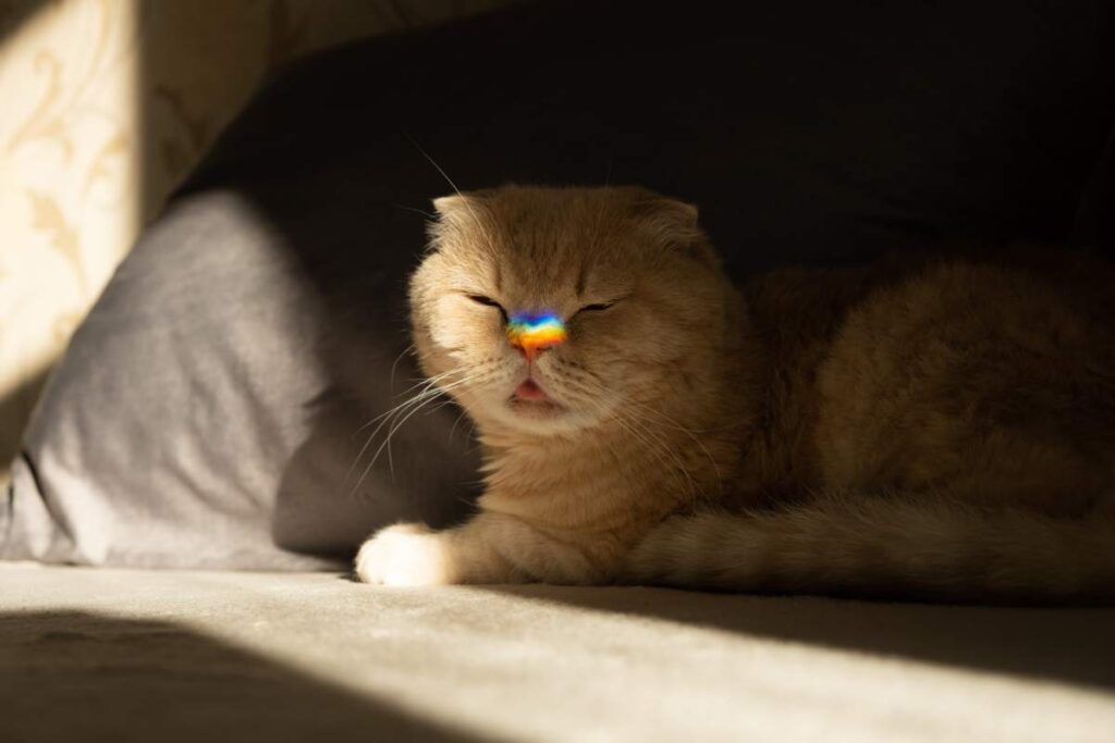 Pride month, lgbt rainbow symbol concept. Scottish fold cat with a colorful rainbow lgbt colors heart glare on the nose in sun light. Scottish fold cat with rainbow heart symbol on nose.