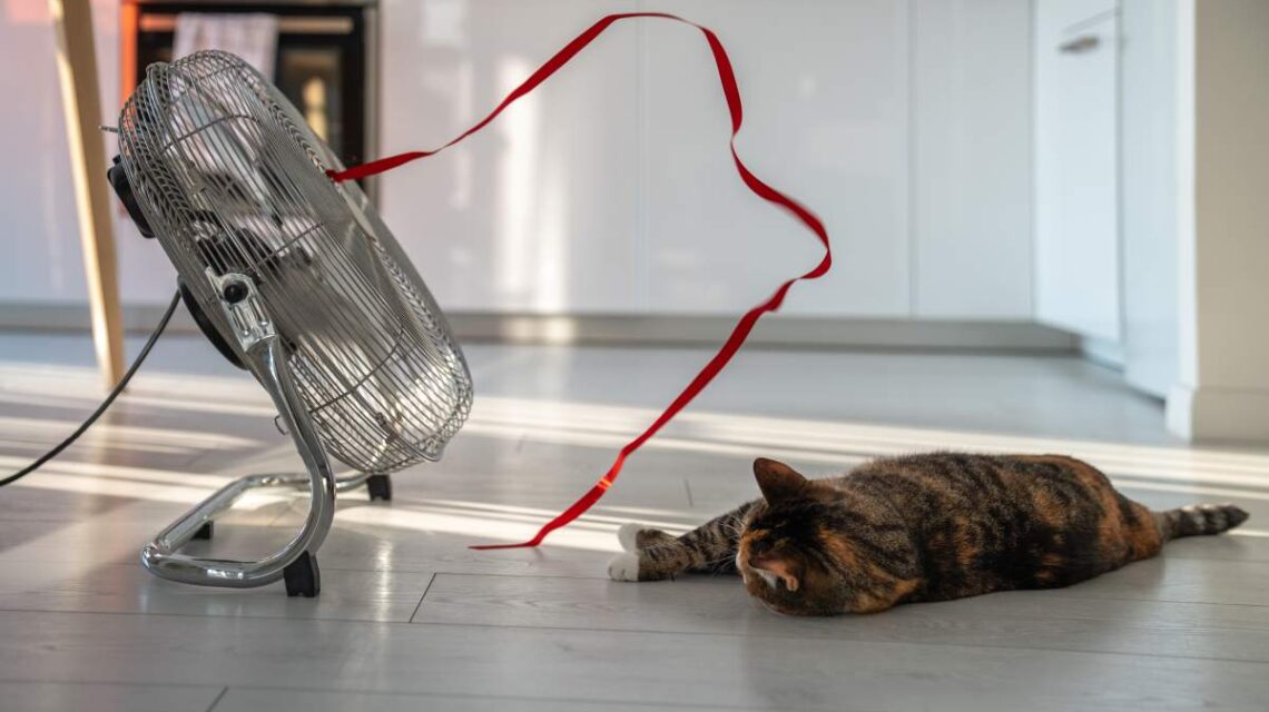 Summer heat and pet at home. Overheated lazy cat lying on the floor, escapes from heat with help of fan, sadly looking on red ribbon on wind. Stuffiness in apartment without air conditioning.