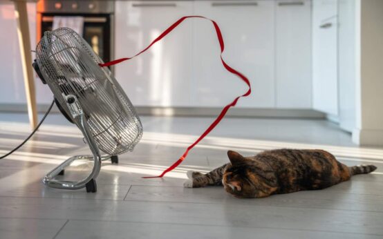 Summer heat and pet at home. Overheated lazy cat lying on the floor, escapes from heat with help of fan, sadly looking on red ribbon on wind. Stuffiness in apartment without air conditioning.